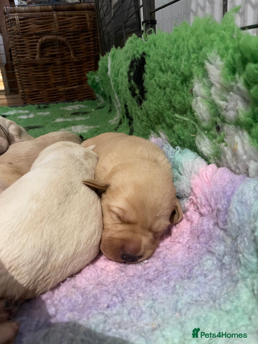 Labrador Retriever dogs for sale: Labrador puppies 5 gen pedigree health tested - Image 25