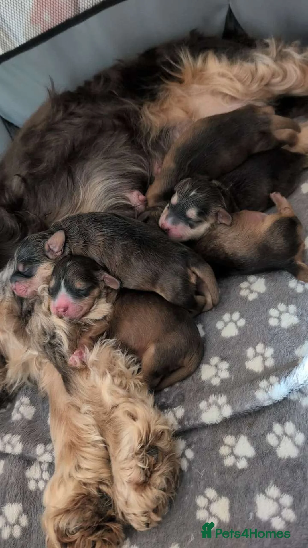 Cockapoo dogs for sale: 🐾 Beautiful Sable F1 Cockapoo Puppies 🐾 - Advert 1