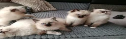 Ragdoll cats for sale: Stunning Ragdoll Kittens 😺 in Perth - Advert 12