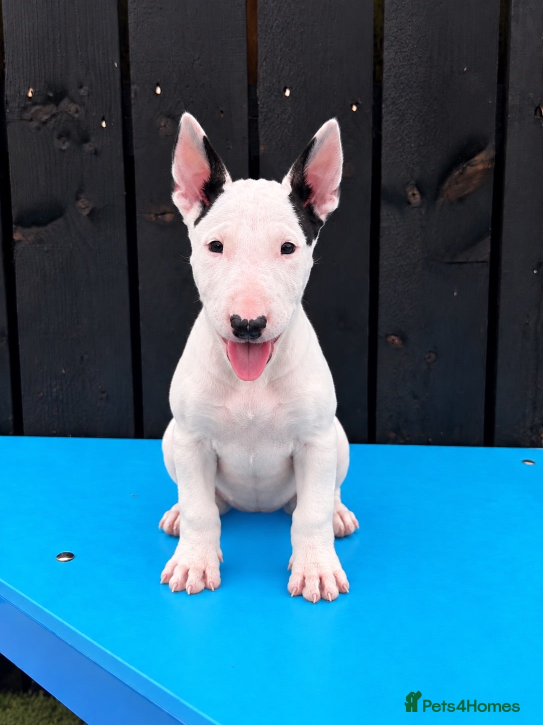 English Bull Terrier dogs Stunning English bull terrier puppies for sale  - Advert 1