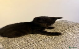 Mixed Breed cats for sale: X2 male kittens looking for their forever home - Image 6