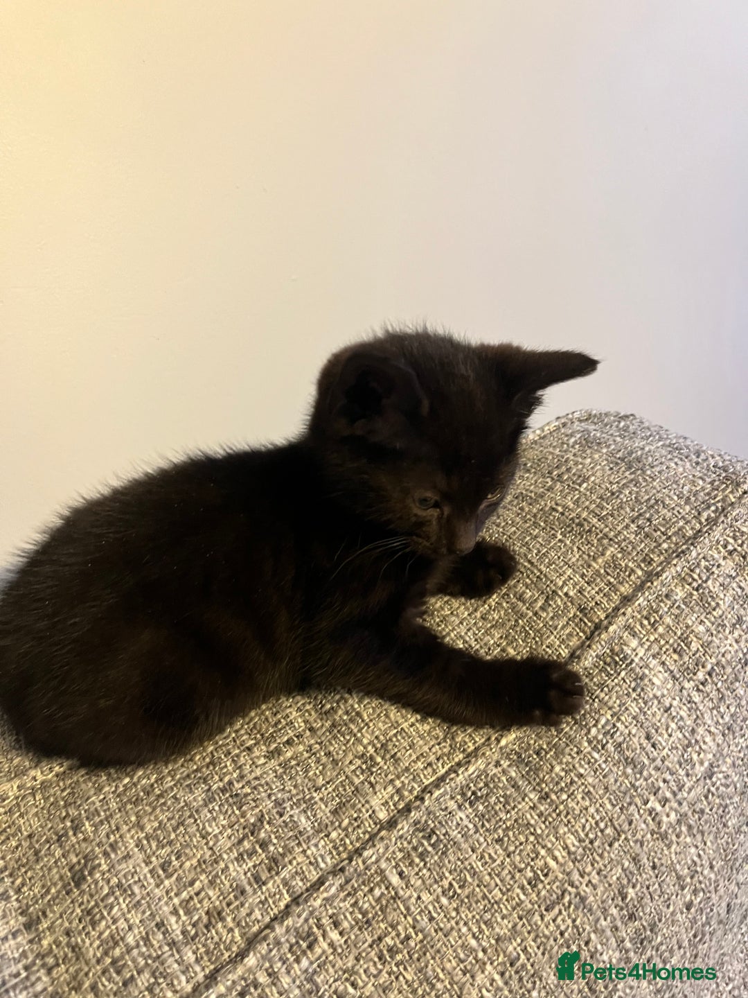 Mixed Breed cats for sale: X2 male kittens looking for their forever home - Image 6