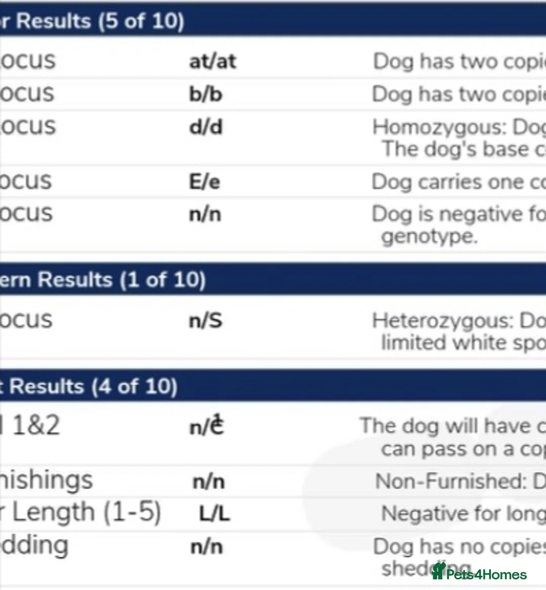 Miniature Dachshund dogs for stud: KC Dash PRA clear STUD DNA in pictures  in Ramsgate - Advert 8