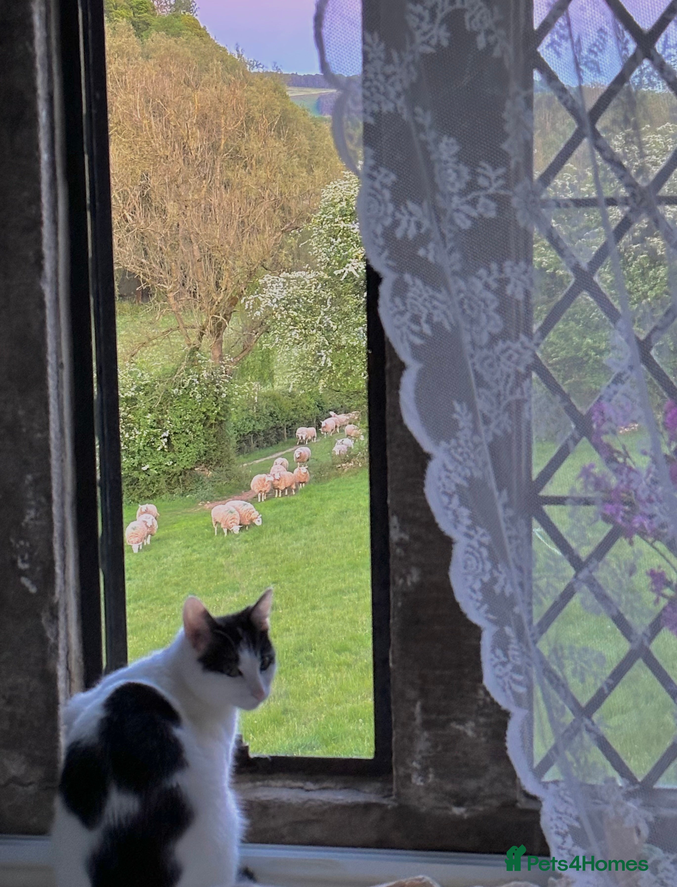 Mixed Breed cats Tuxedo Female Lucy  in Bakewell - Advert 1