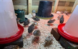 Quail poultry for sale: 🚨 COTURNIX QUAIL AVAILABLE NOW! 🐣🐥 - Image 5