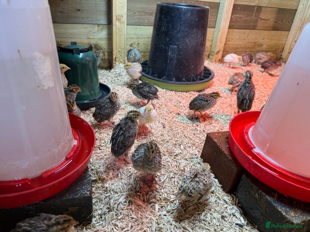 Quail poultry for sale: 🚨 COTURNIX QUAIL AVAILABLE NOW! 🐣🐥 - Image 5