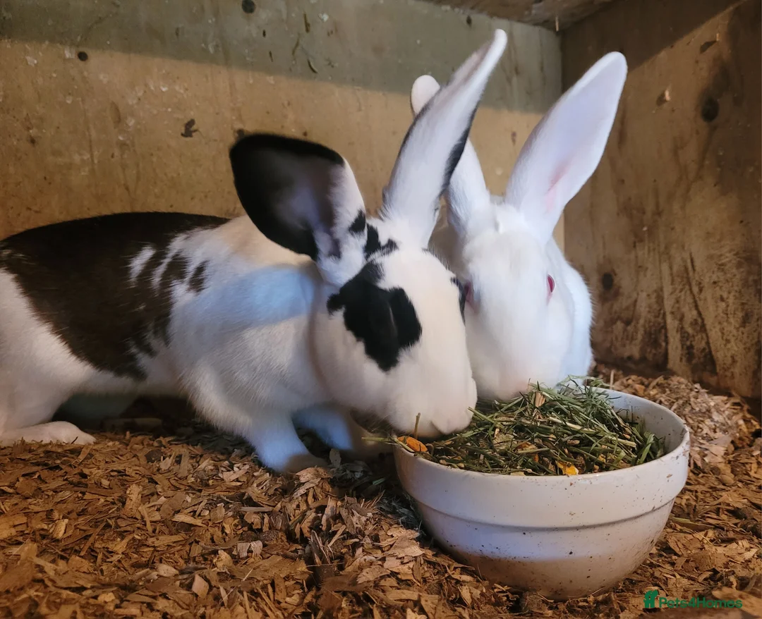 Belgian Hares rabbits for sale: 'Millie and Moo' pair of female Belgian Hares - Advert 3