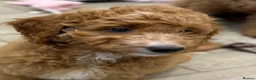 Australian Labradoodle dogs for sale: ❤️❤️ AUSTRALIAN GOLDENDOODLES ❤️❤️ - Advert 2