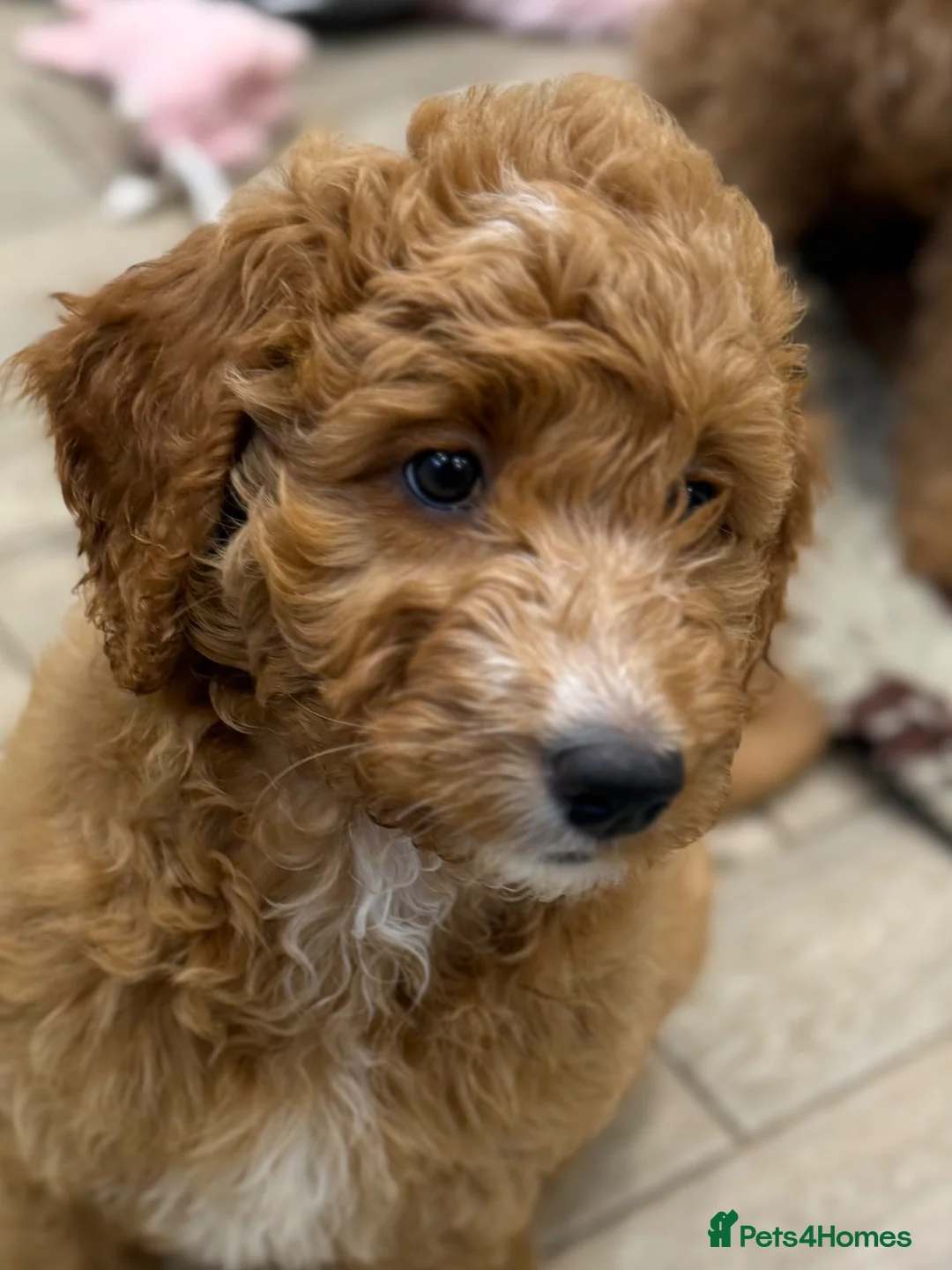 Australian Labradoodle dogs for sale: ❤️❤️ AUSTRALIAN GOLDENDOODLES ❤️❤️ - Advert 2