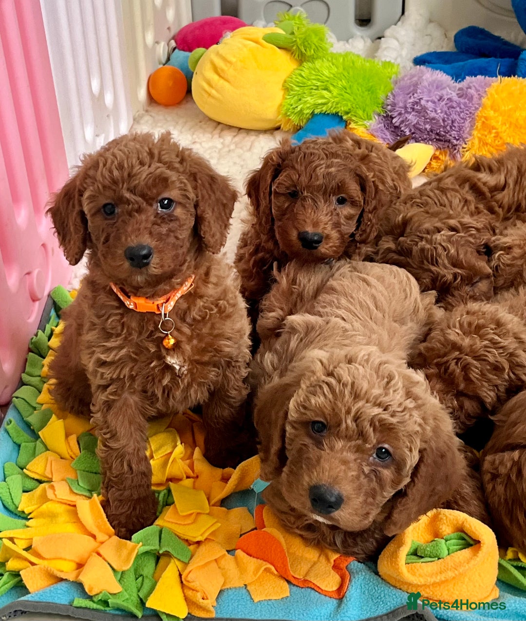 Goldendoodle dogs for sale: multigenerational Australian Golden doubledoodles - Advert 5