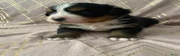 Bernese Mountain Dog dogs for sale: KC registered Bernese Mountain Dog Puppies  in Runcorn - Advert 3