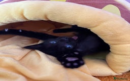 Domestic Shorthair cats for sale: Sweet Black Kitten Ready for Forever Home 🐾 - Image 1