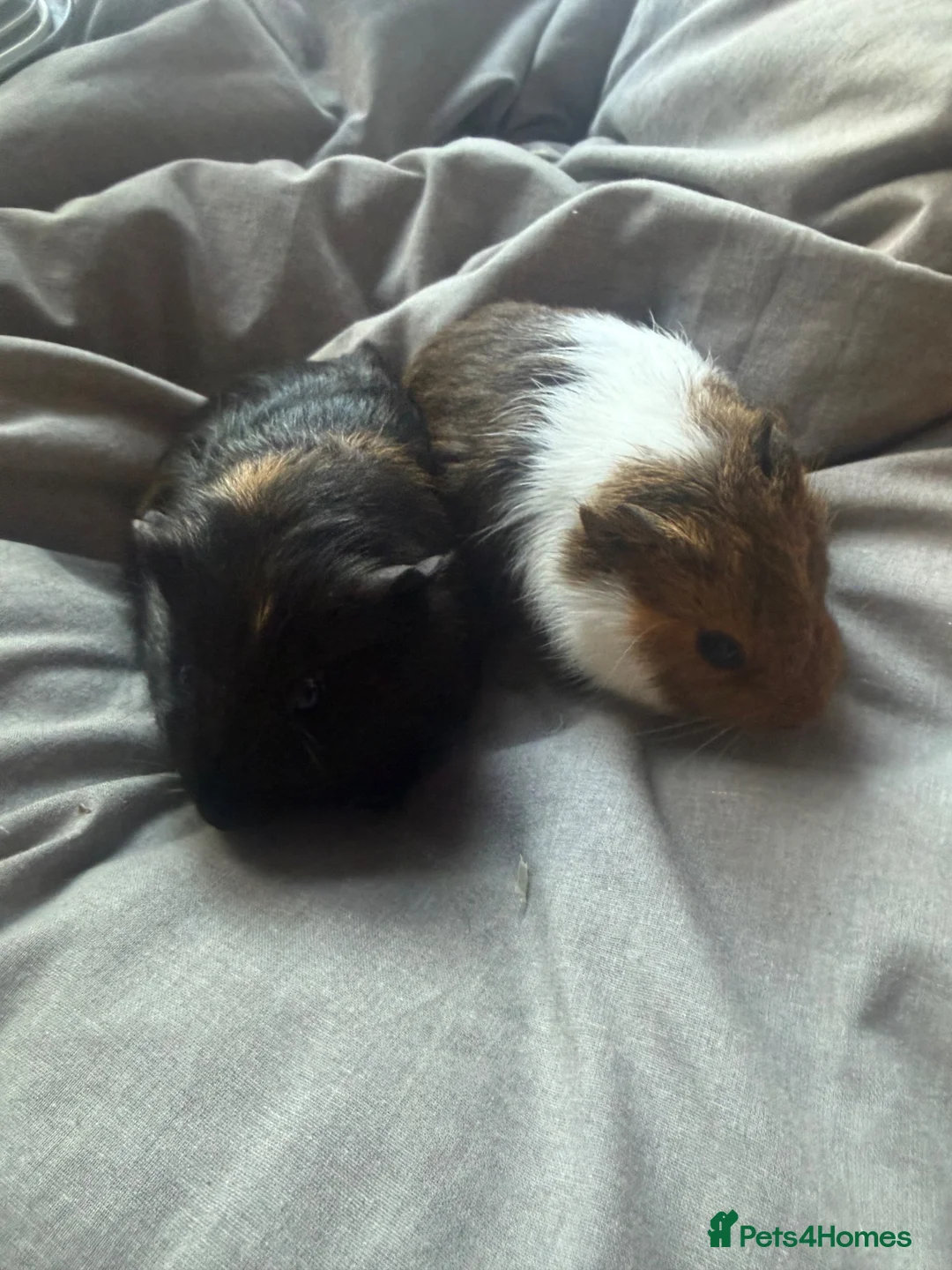 Guinea Pig rodents for sale: guinea pigs  in Banbury - Advert 3