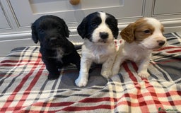 Cocker Spaniel dogs for sale: Cocker Spaniel puppies - Image 21