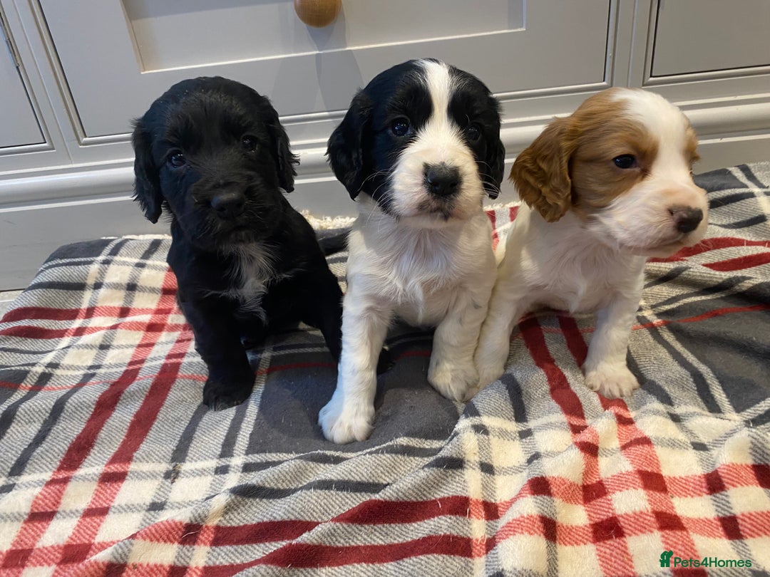 Cocker Spaniel dogs for sale: Cocker Spaniel puppies - Image 21
