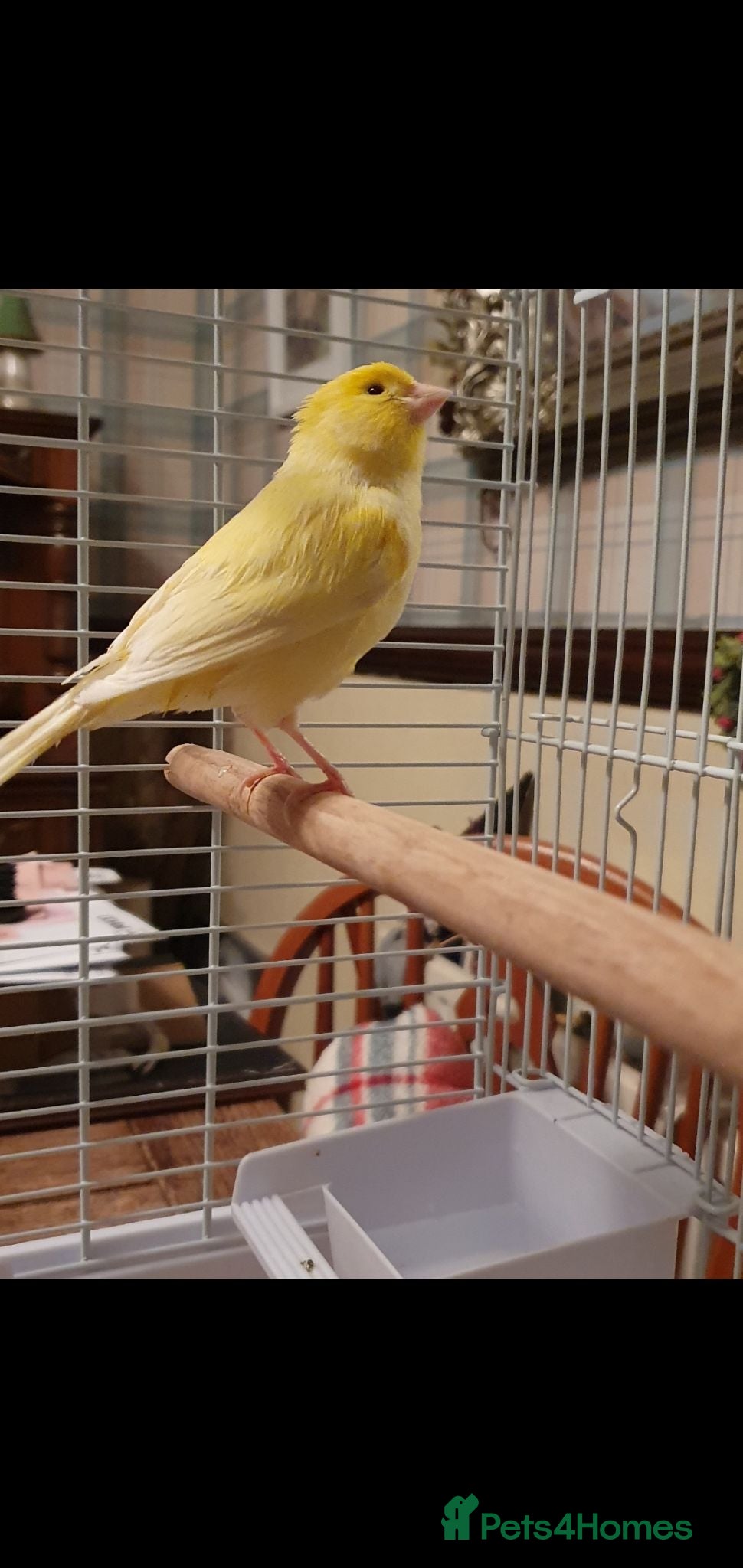 Canaries birds Female Canary  - Advert 9
