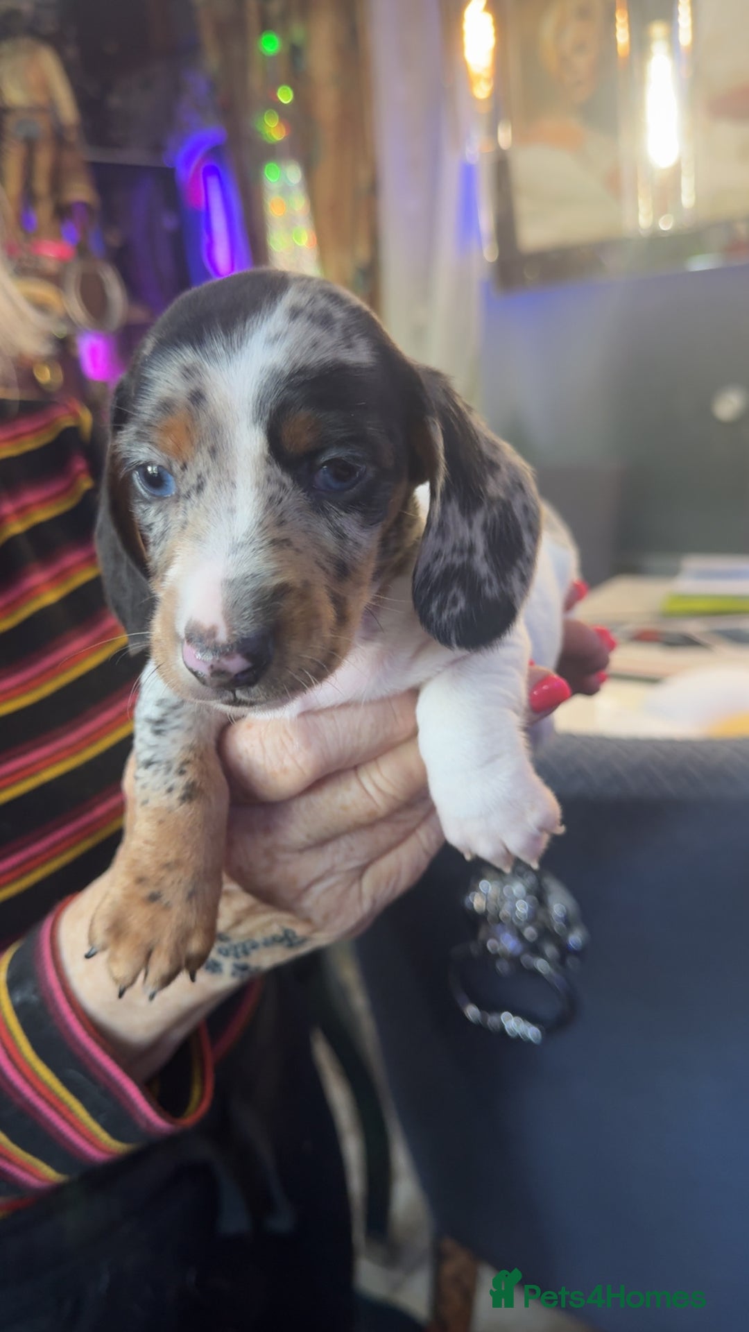 Dachshund dogs for sale: Dachshund puppies  - Image 3