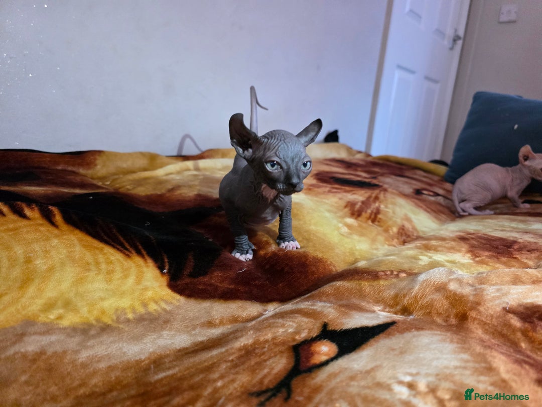Sphynx cats for sale: Adorable Male Kitten – Sphynx x Devon Rex Cross - Advert 3