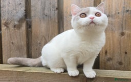 British Shorthair cats for sale: Champion lines British Shorthair Kittens  in Coatbridge - Image 3