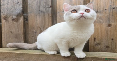British Shorthair cats in Coatbridge - Advert 5