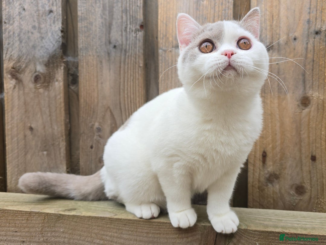 British Shorthair cats for sale: Champion lines British Shorthair Kittens  in Coatbridge - Image 3