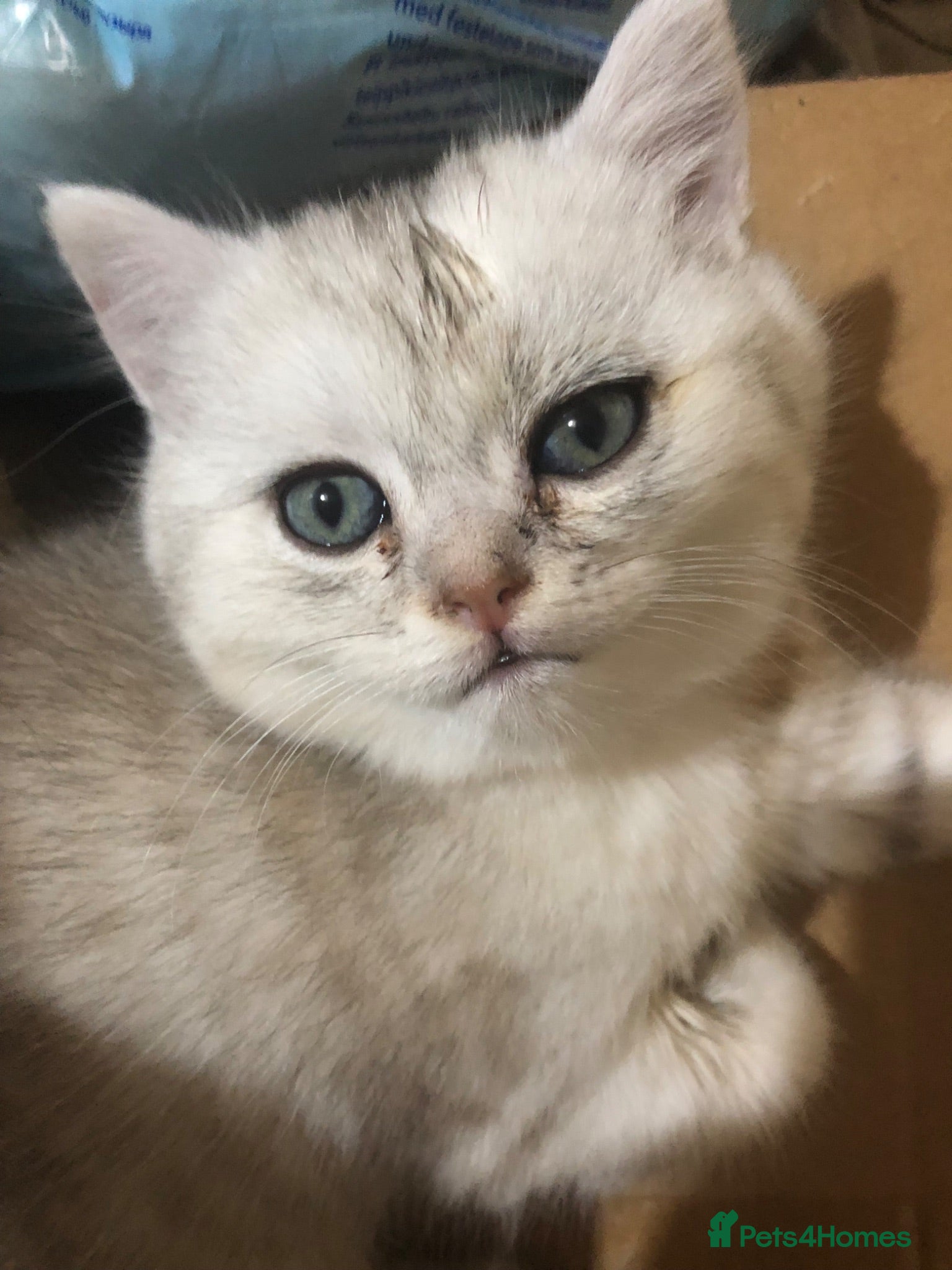 British Shorthair cats Beautiful British shorthair  - Advert 14
