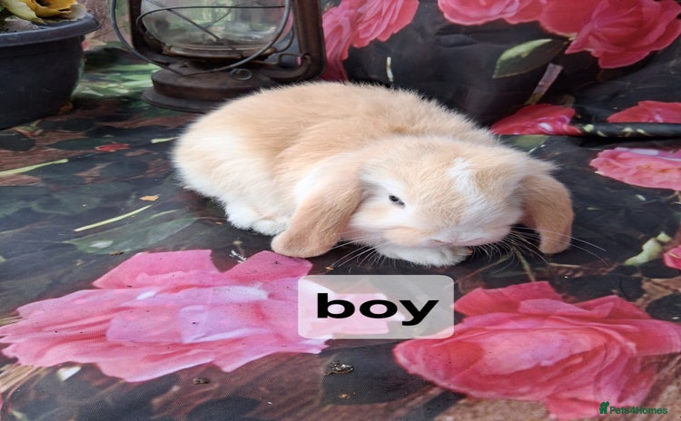 Mini Lop rabbits - Advert 3