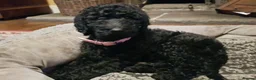 Labradoodle dogs for stud: Hypoallergenic Labradoodle STUD Proven Vet Checked - Advert 26