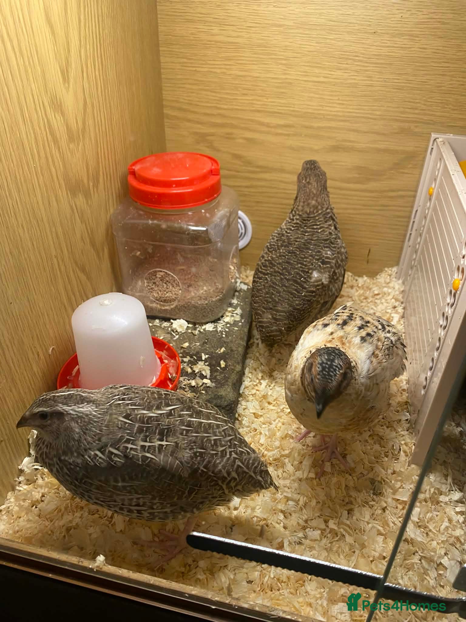 Mixed Breed birds Cortex Quails - Mixed Male & Female - Advert 7