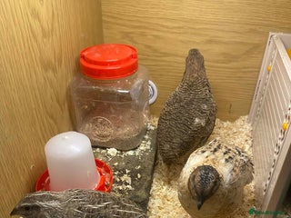 Mixed Breed birds Cortex Quails - Mixed Male & Female - Advert 1