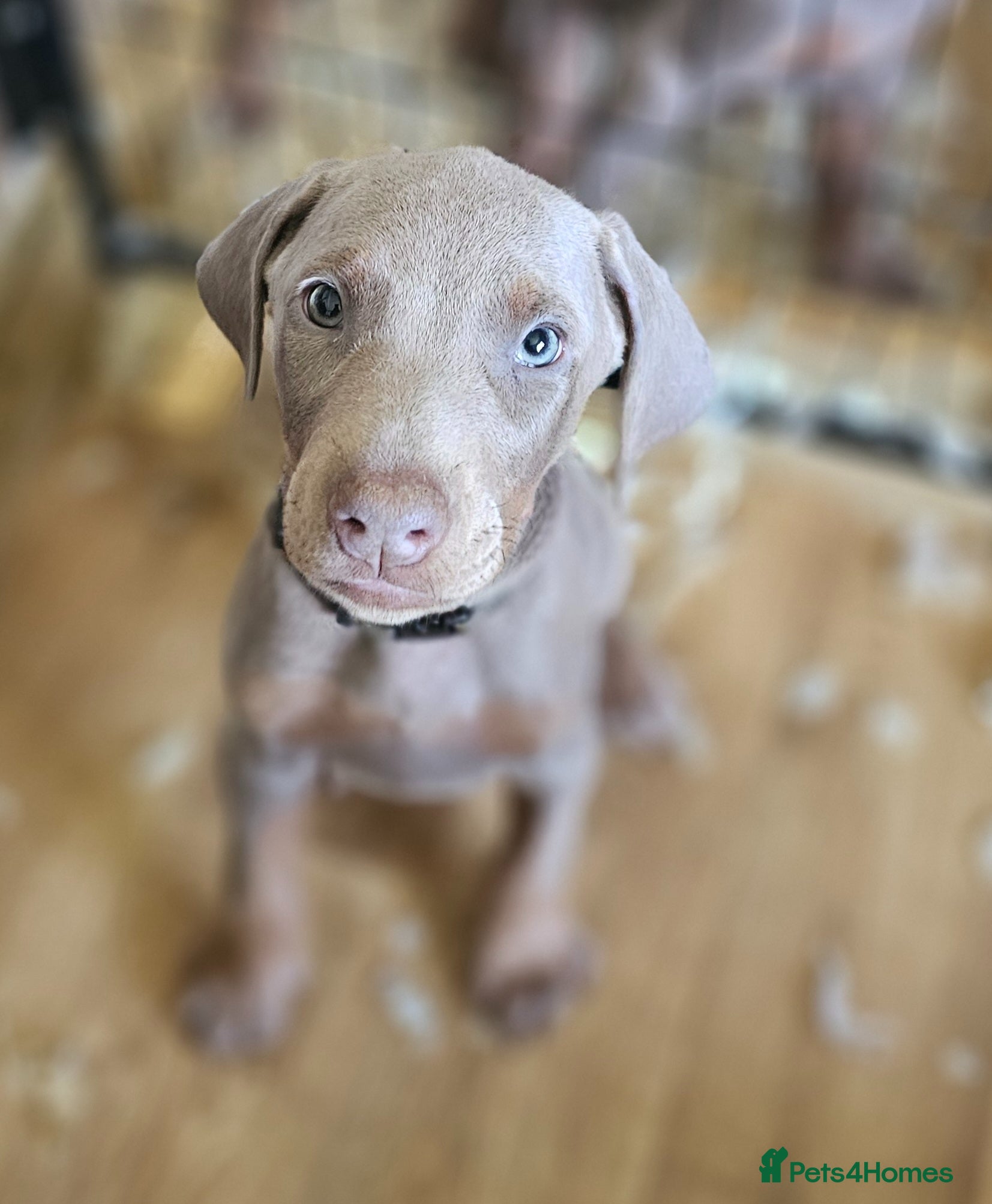 Dobermann dogs STUNNING KC DOBERMAN PUPPIES Champion Bloodlines - Advert 3