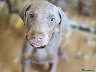 Dobermann dogs STUNNING KC DOBERMAN PUPPIES Champion Bloodlines - Advert 3