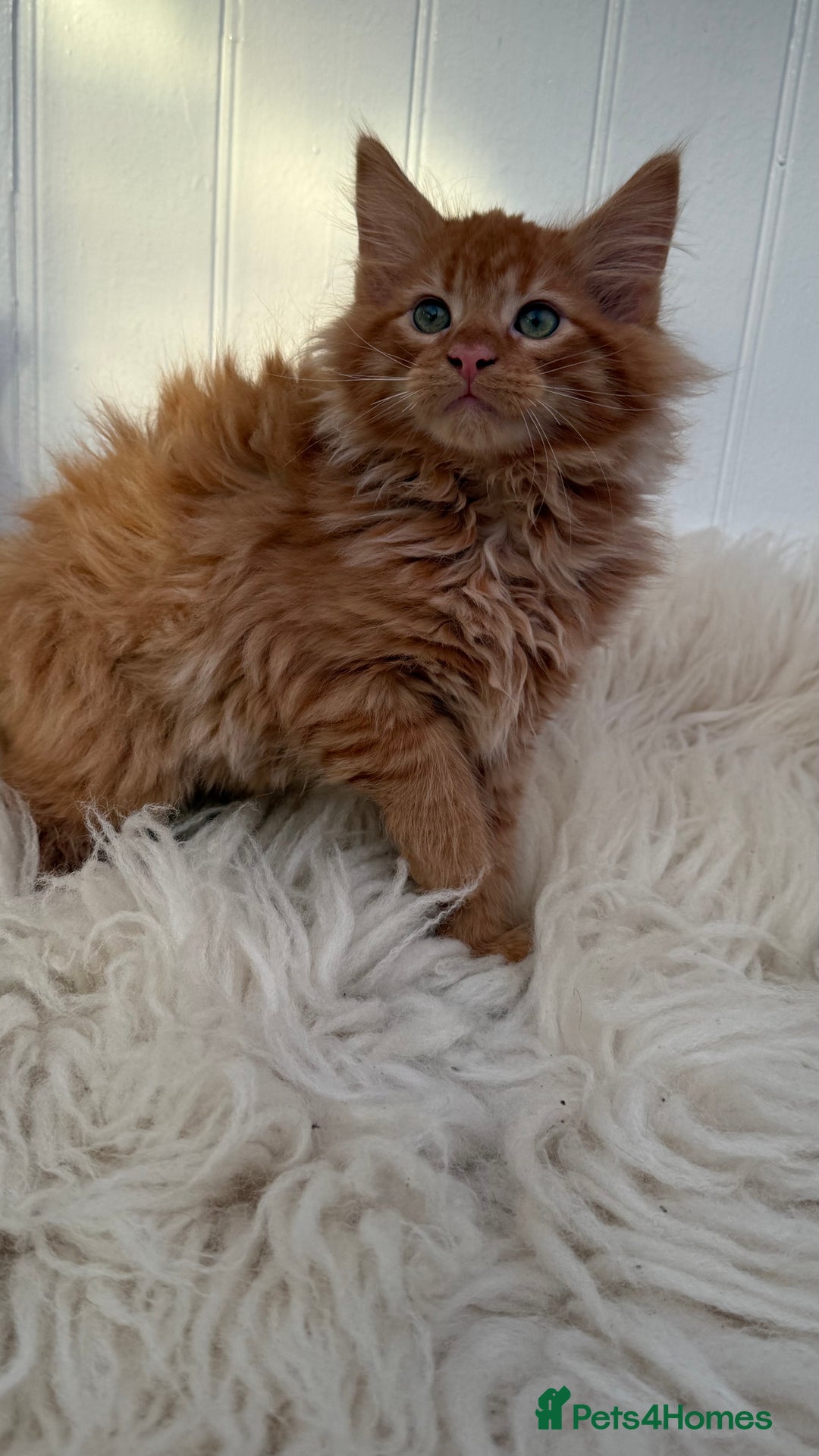 Maine Coon cats for sale: Last Two Gccf Maine Coons Boys Available - Advert 10