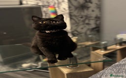 British Shorthair cats for sale: Black short hair kitten  - Image 4