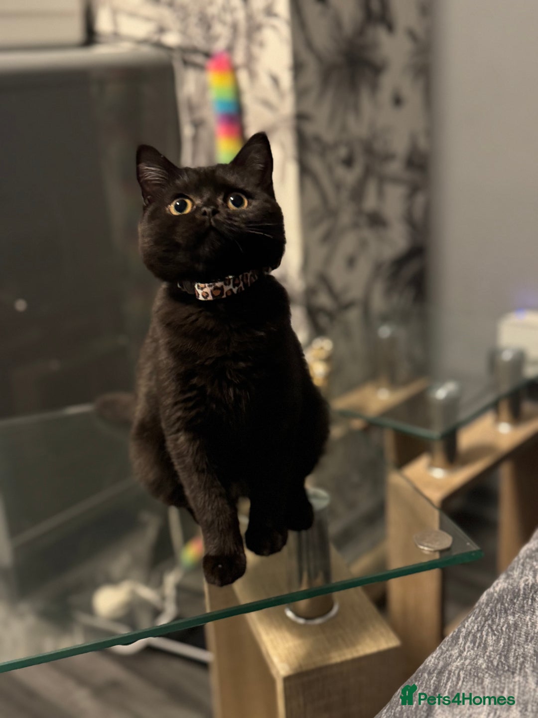 British Shorthair cats for sale: Black short hair kitten  - Image 4