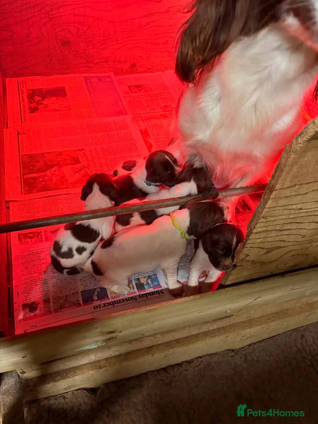 English Springer Spaniel dogs for sale: Working Springer Spaniels  - Advert 7