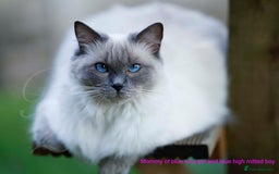 Ragdoll cats for sale: Stunning GCCF Registered Heart Melting Affection - Image 30