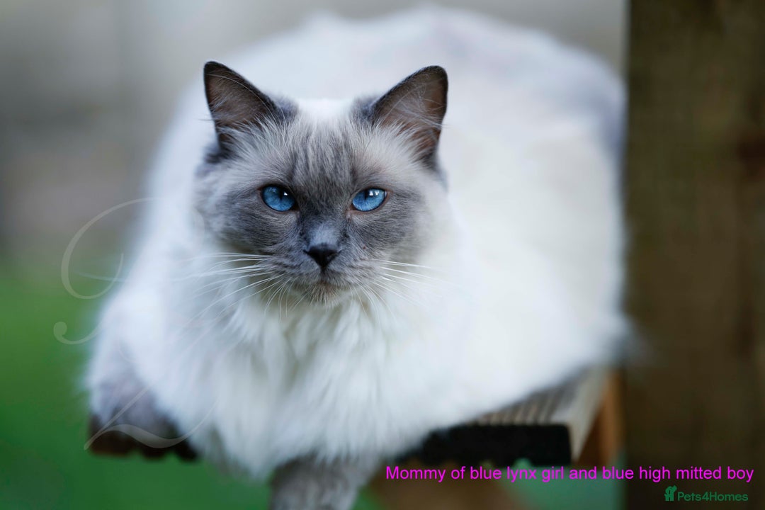 Ragdoll cats for sale: Stunning GCCF Registered Heart Melting Affection - Image 30