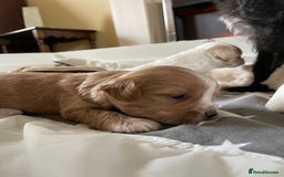 Maltipoo dogs for sale: 6 Beautiful Maltipoo Puppies for sale 🐶🐾 - Image 16