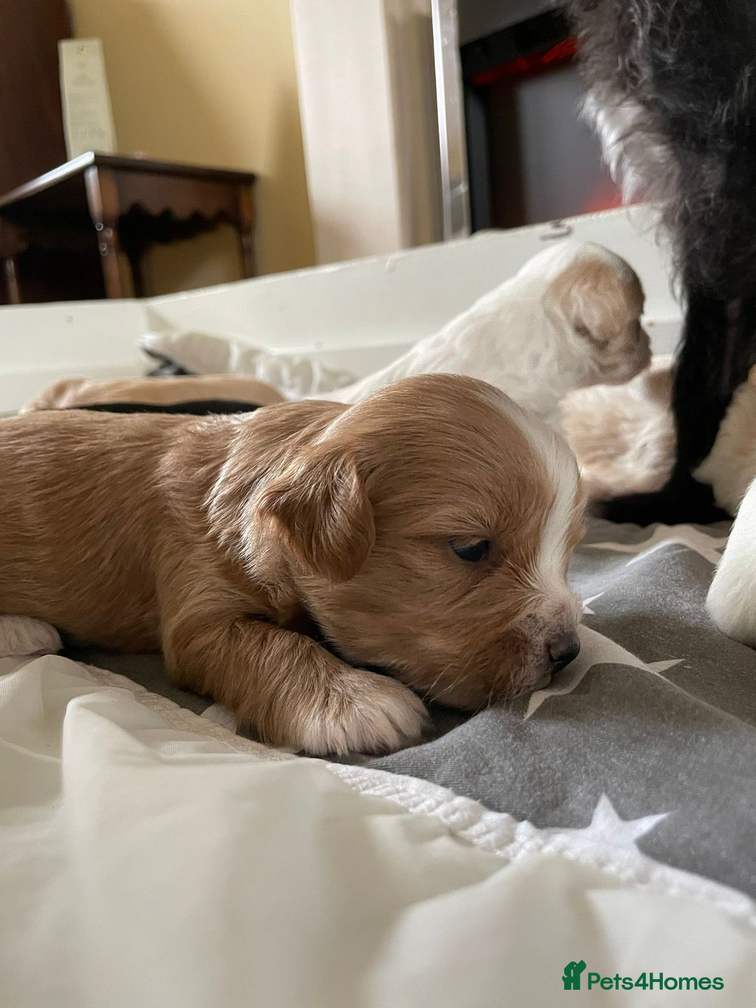 Maltipoo dogs for sale: 6 Beautiful Maltipoo Puppies for sale 🐶🐾 - Image 16