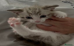 Mixed Breed cats for sale: Beautiful Kitten - Image 1