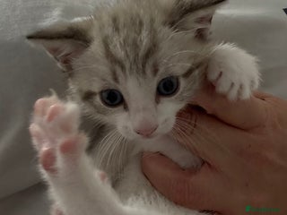 Mixed Breed cats - Advert 22