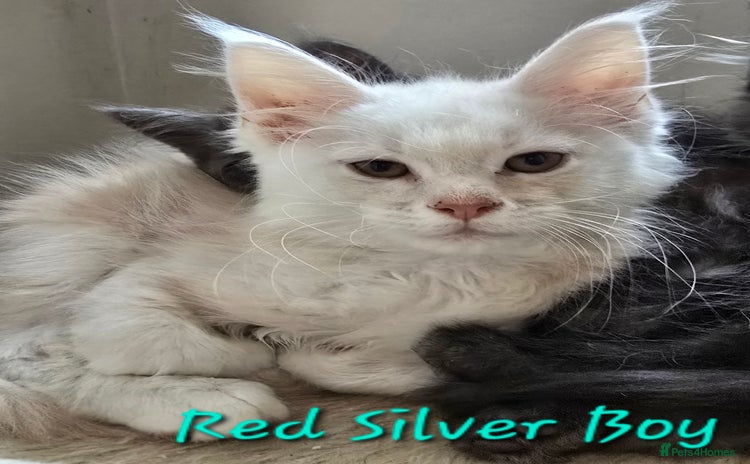 Maine Coon cats in Rotherham - Advert 13