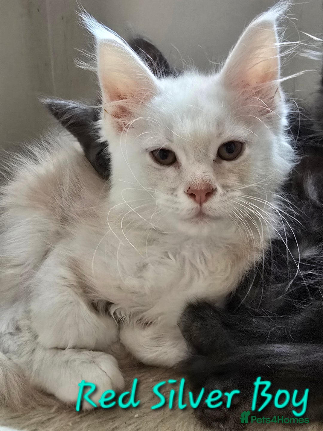 Maine Coon cats for sale: VARIOUS FULL PEDIGREE MAINE COON KITTENS FOR SALE in Rotherham - Image 2