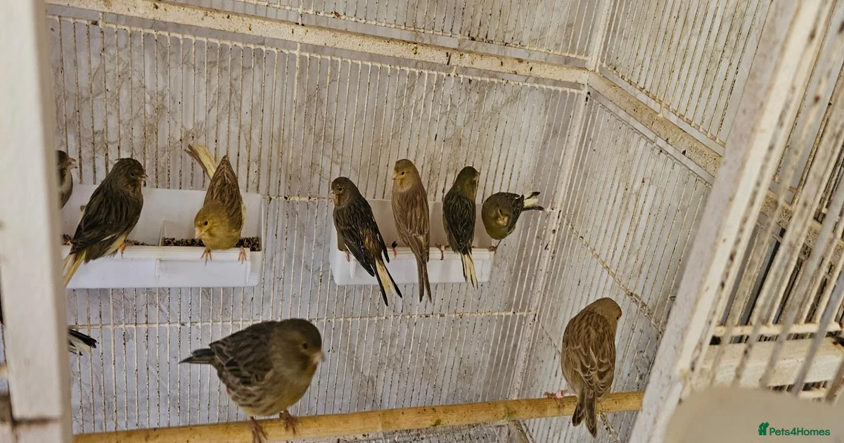Canaries Birds for sale in Blackpool, Blackpool | Pets4Homes