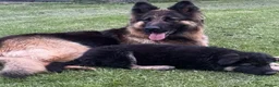 German Shepherd dogs for sale: ♔♛Deligent GSD Puppies for Sale –♔♛ - Advert 6