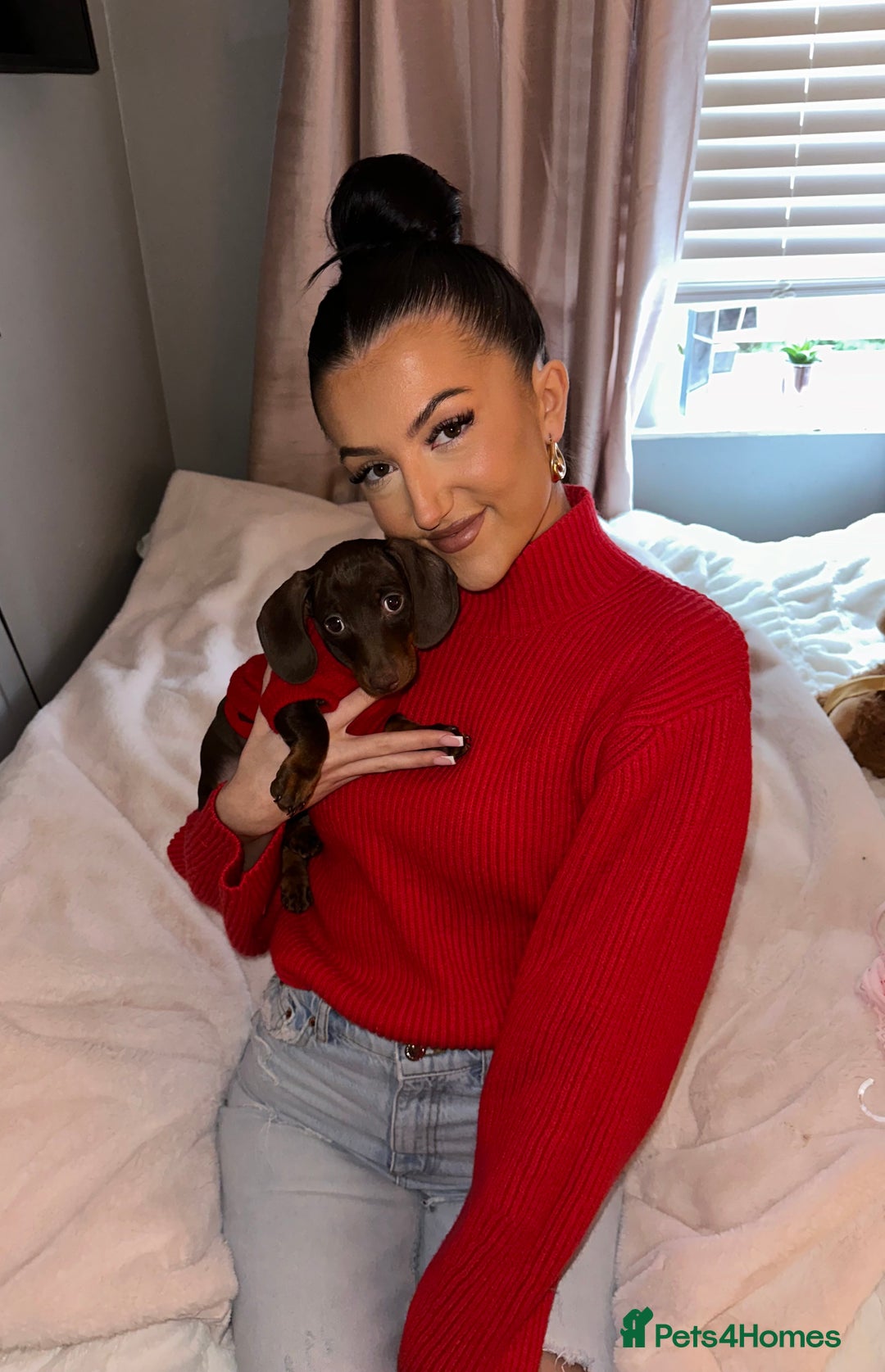 Miniature Dachshund dogs for stud: KC registered Miniature Daschund for stud! 🤎 - Advert 10