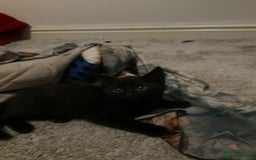 Bengal cats for sale: Adorable male kitten  looking for a new home  in Leeds - Image 3