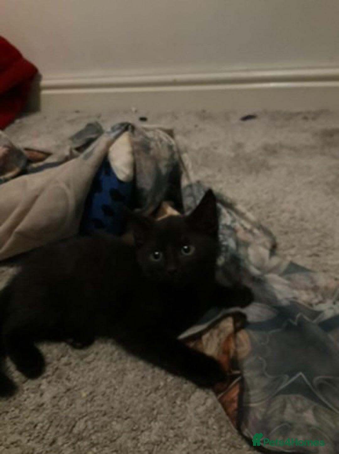 Bengal cats for sale: Adorable male kitten  looking for a new home  in Leeds - Image 3