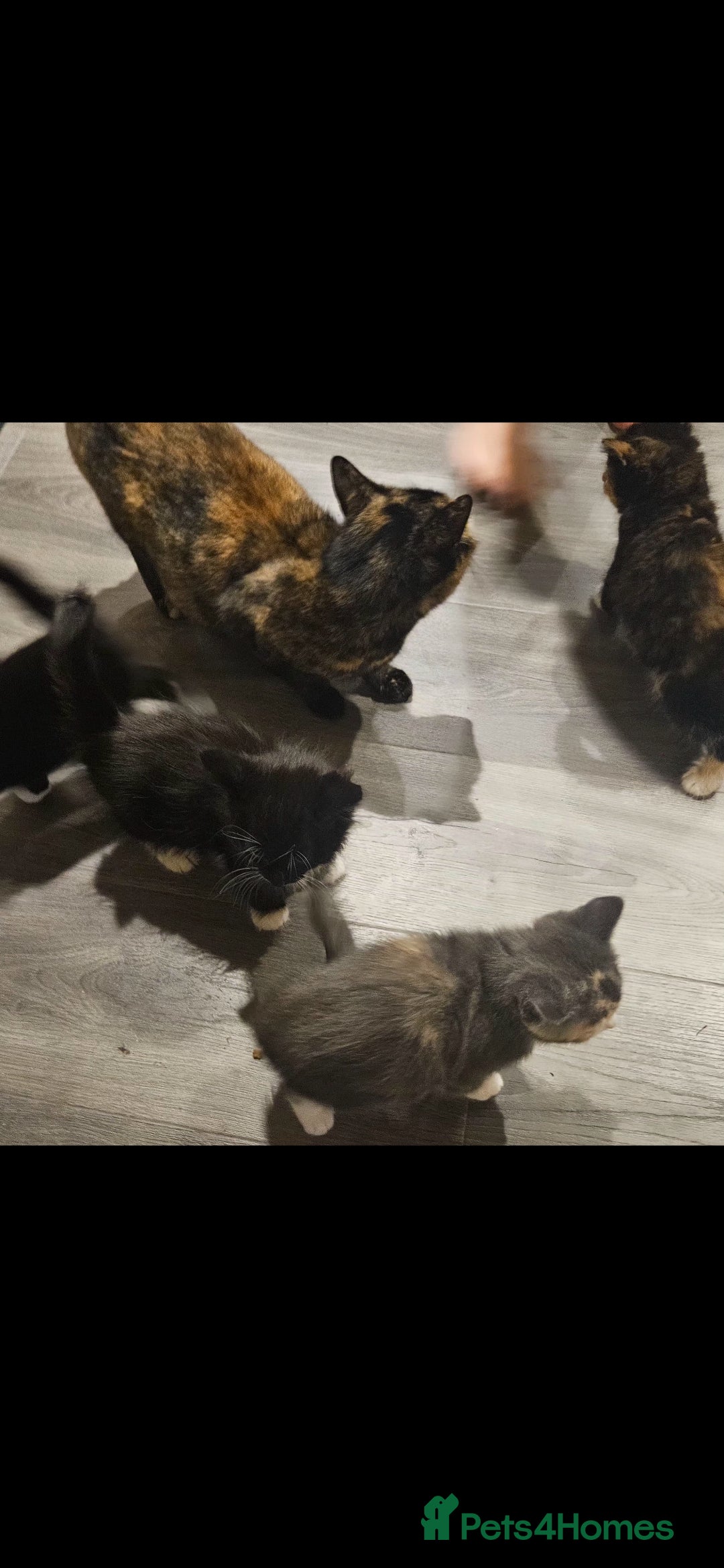 Mixed Breed cats for sale: Beautiful mixed breed kittens  - Advert 5